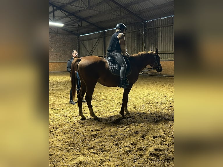 Purosangue arabo Castrone 4 Anni 157 cm Sauro in IserlohnIserlohn