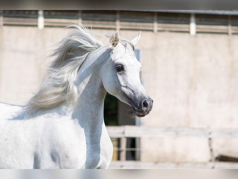 Purosangue arabo Castrone 4 Anni 158 cm Grigio in DUN LE PALESTEL