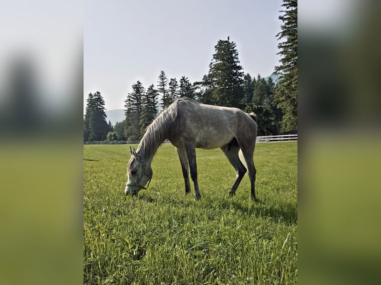 Purosangue arabo Castrone 4 Anni 158 cm Grigio in Toblach