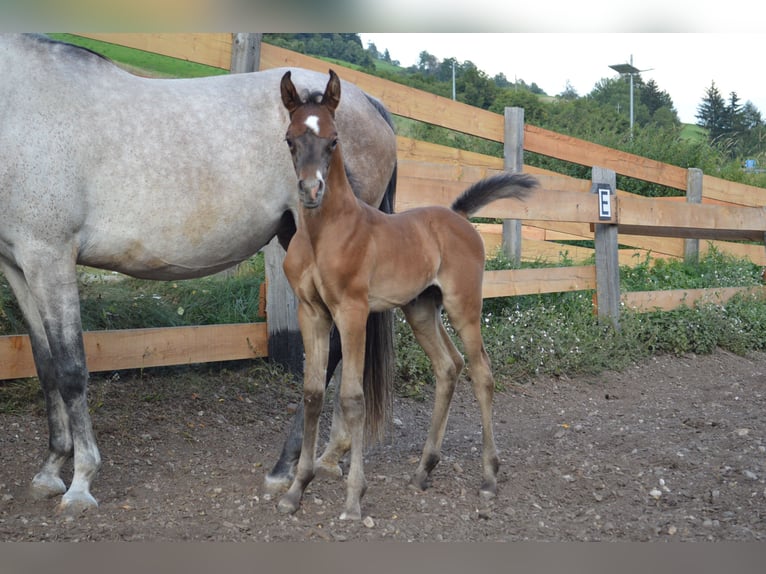 Purosangue arabo Castrone 4 Anni 158 cm Grigio in Toblach