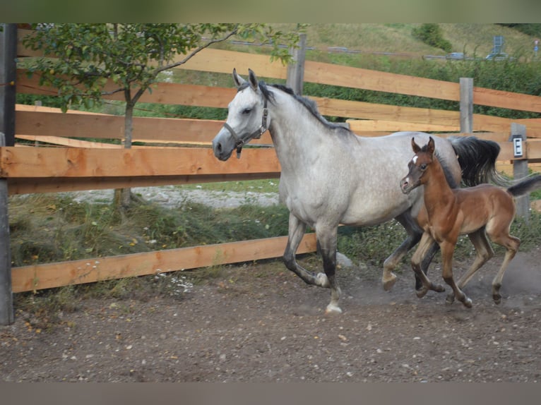 Purosangue arabo Castrone 4 Anni 158 cm Grigio in Toblach