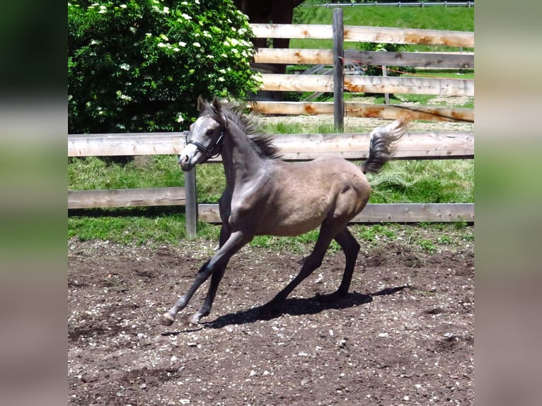 Purosangue arabo Castrone 4 Anni 158 cm Grigio in Toblach