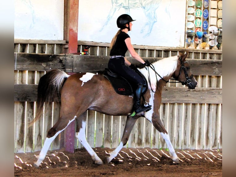 Purosangue arabo Castrone 4 Anni 158 cm Tobiano-tutti i colori in Kehl