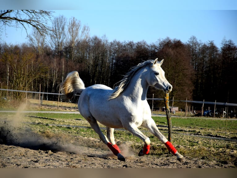 Purosangue arabo Castrone 4 Anni 160 cm Grigio in Tuczępy