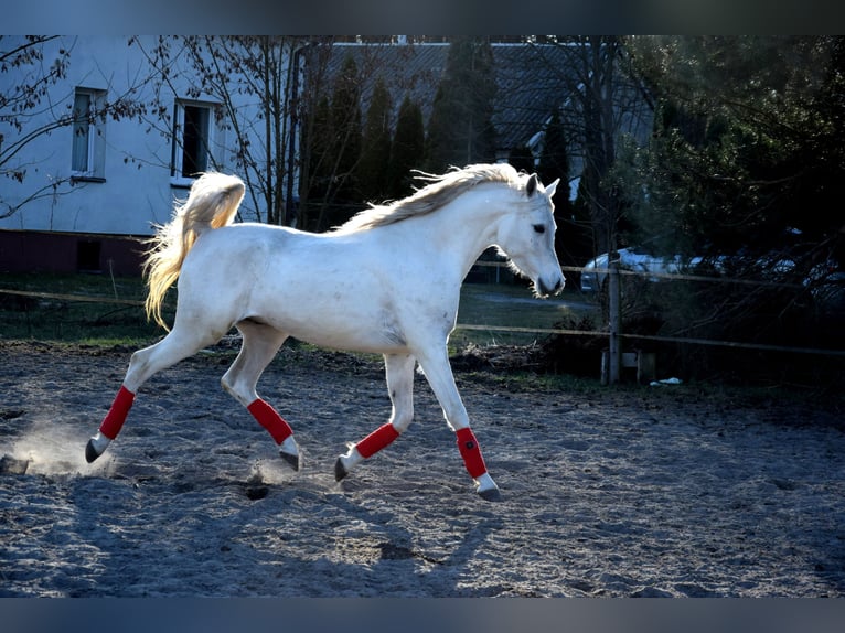 Purosangue arabo Castrone 4 Anni 160 cm Grigio in Tuczępy
