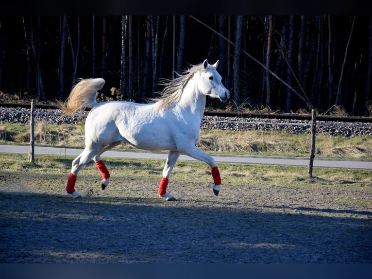 Purosangue arabo Castrone 4 Anni 160 cm Grigio in Tuczępy