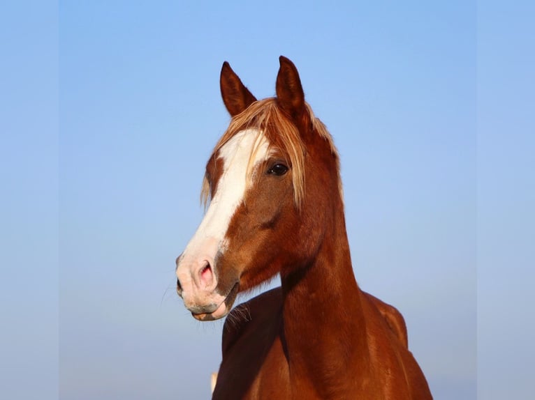 Purosangue arabo Castrone 4 Anni 160 cm Sauro in Kehl