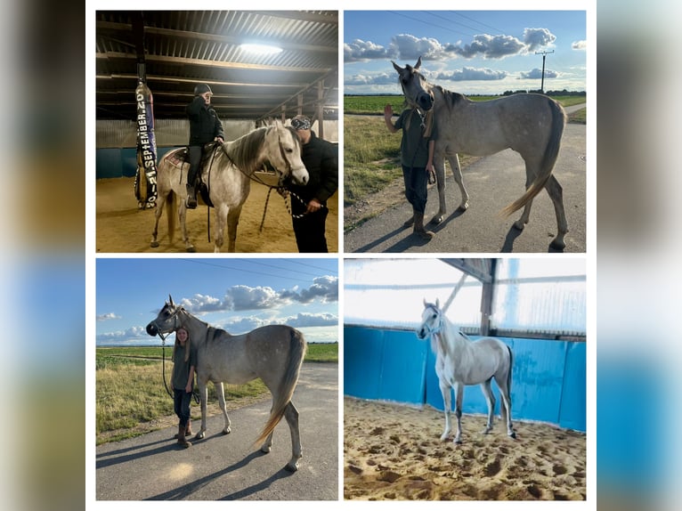 Purosangue arabo Castrone 4 Anni 165 cm Grigio in Kerpen