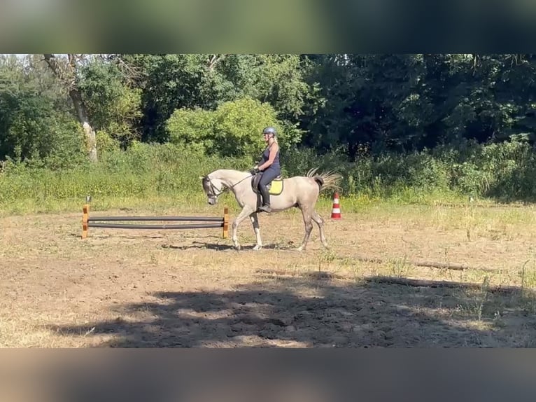 Purosangue arabo Castrone 4 Anni Grigio in Wittstock