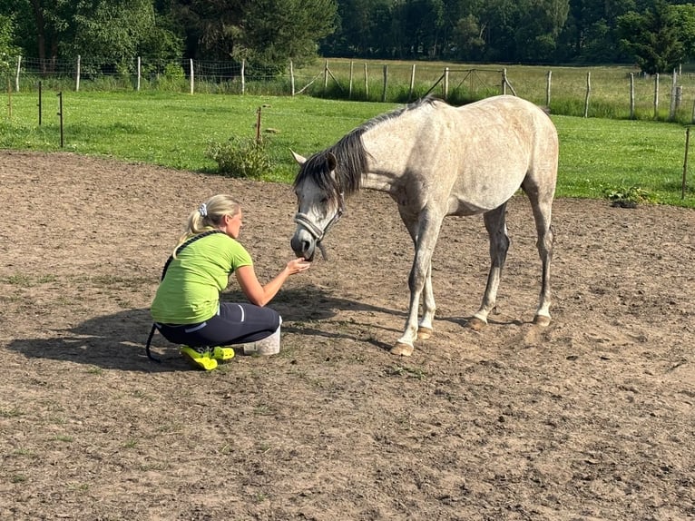Purosangue arabo Castrone 4 Anni Grigio in Wittstock