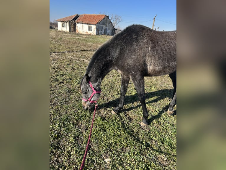 Purosangue arabo Castrone 4 Anni Morello in Sibiu