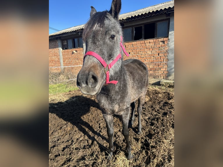 Purosangue arabo Castrone 4 Anni Morello in Sibiu