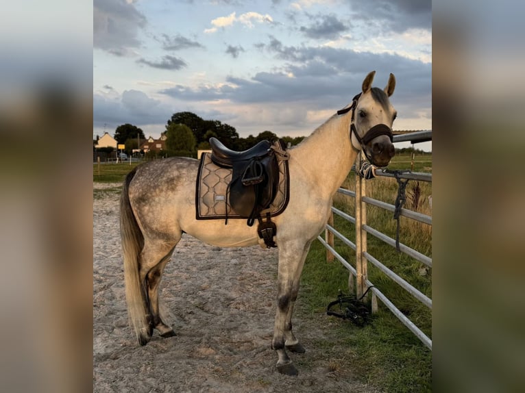 Purosangue arabo Castrone 5 Anni 148 cm Grigio pezzato in M&#xF6;nchengladbach