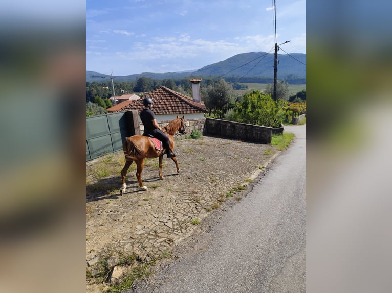 Purosangue arabo Castrone 5 Anni 150 cm Sauro ciliegia in Ponte de Lima