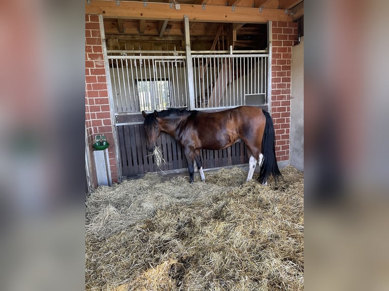 Purosangue arabo Mix Castrone 5 Anni 153 cm Baio scuro in Bottrop
