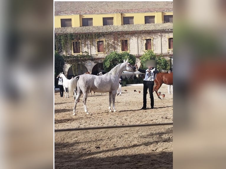 Purosangue arabo Castrone 5 Anni 153 cm in Los Palacios y Villafranca, Sevilla