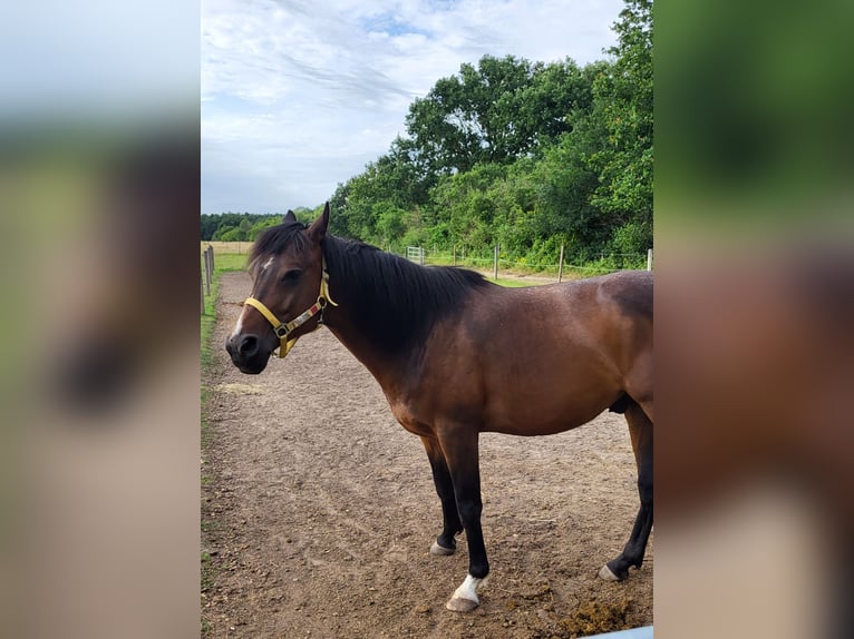 Purosangue arabo Castrone 5 Anni 153 cm  in Stutensee