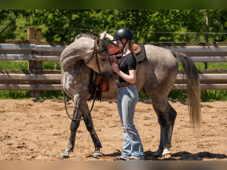 Purosangue arabo Castrone 5 Anni 153 cm Grigio in Herzberg am Harz