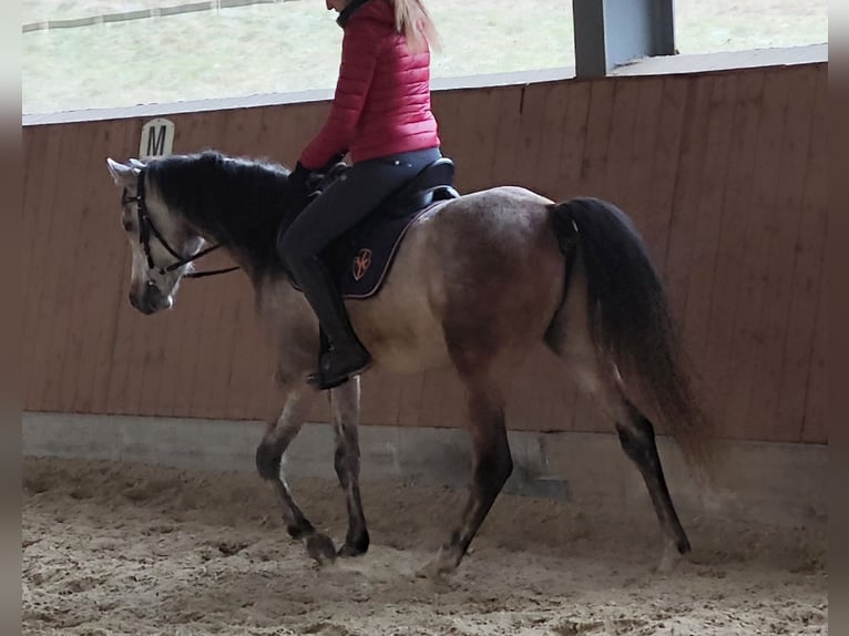 Purosangue arabo Castrone 5 Anni 154 cm Grigio in Emmelshausen