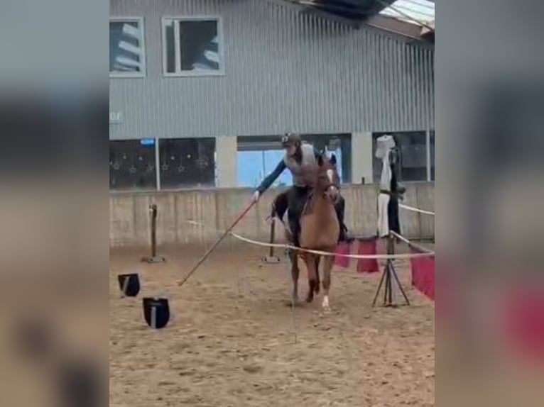 Purosangue arabo Castrone 5 Anni 154 cm Sauro in Kaatsheuvel