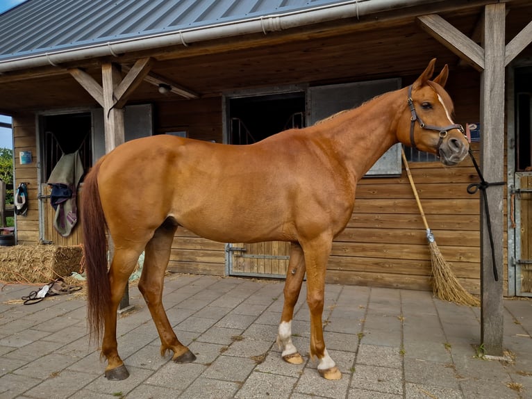 Purosangue arabo Castrone 5 Anni 154 cm Sauro in Kaatsheuvel