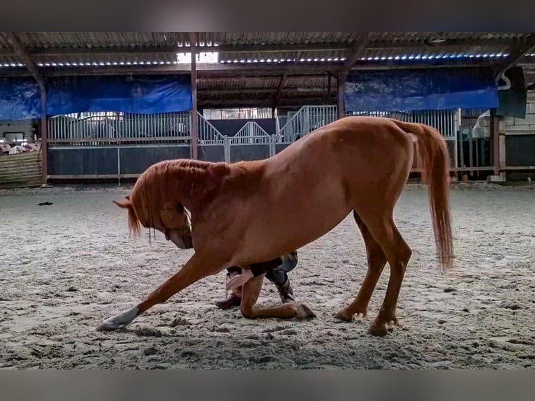 Purosangue arabo Castrone 5 Anni 154 cm Sauro in Kaatsheuvel