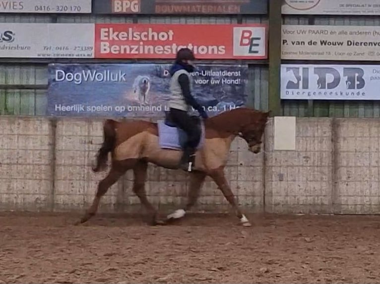 Purosangue arabo Castrone 5 Anni 154 cm Sauro in Kaatsheuvel