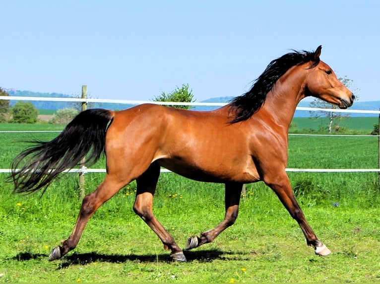 Purosangue arabo Castrone 5 Anni 155 cm Baio in Reutenbourg