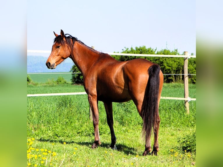 Purosangue arabo Castrone 5 Anni 155 cm Baio in Reutenbourg