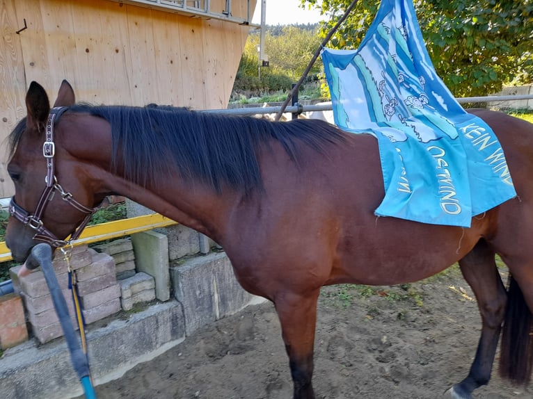 Purosangue arabo Castrone 5 Anni 155 cm Baio in Weilen unter den Rinnen