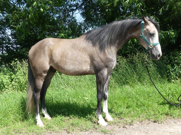 Purosangue arabo Castrone 5 Anni 156 cm Grigio in Herzberg am Harz