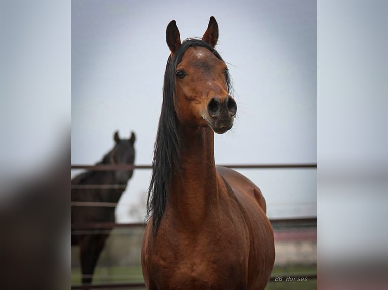 Purosangue arabo Castrone 5 Anni 157 cm Baio in Pastetten