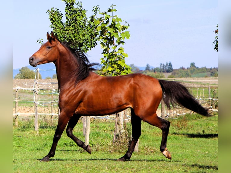 Purosangue arabo Castrone 5 Anni 158 cm Baio in Kehl