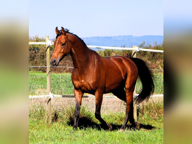 Purosangue arabo Castrone 5 Anni 158 cm Baio in Kehl