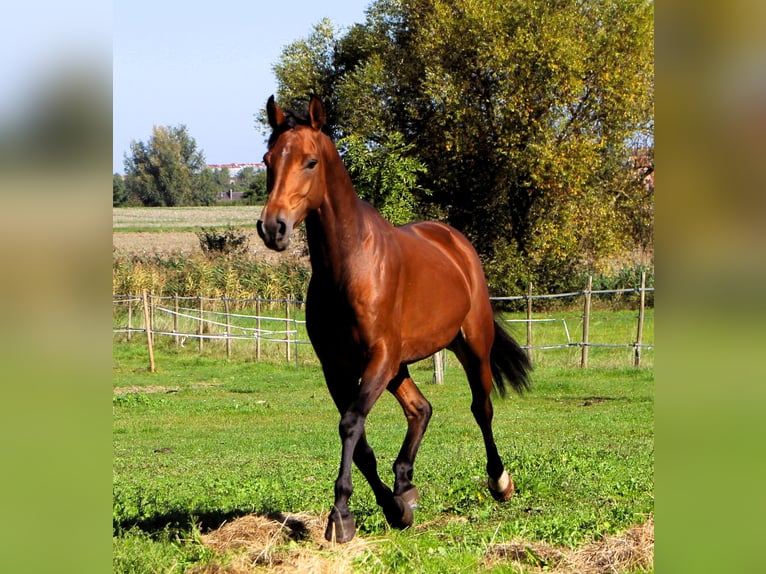Purosangue arabo Castrone 5 Anni 158 cm Baio in Kehl