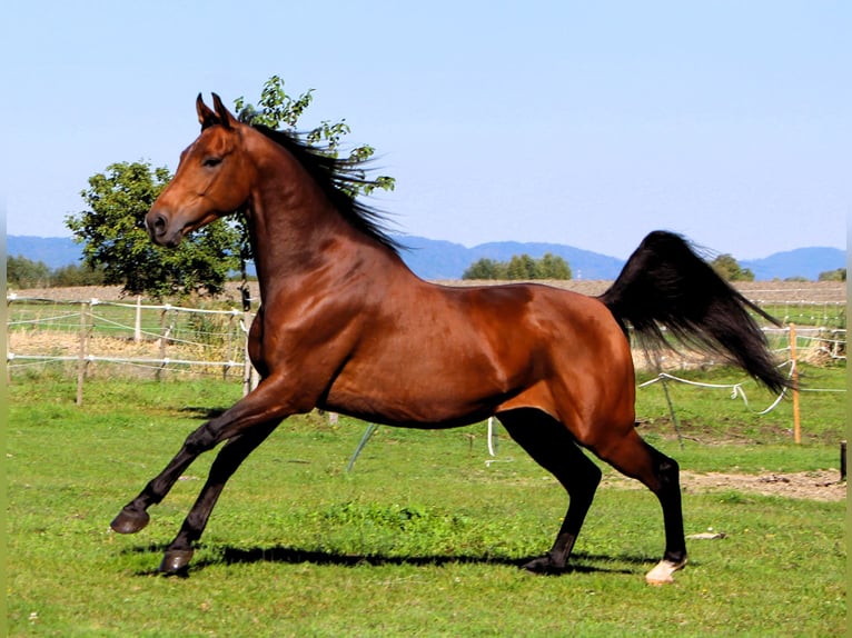 Purosangue arabo Castrone 5 Anni 158 cm Baio in Kehl