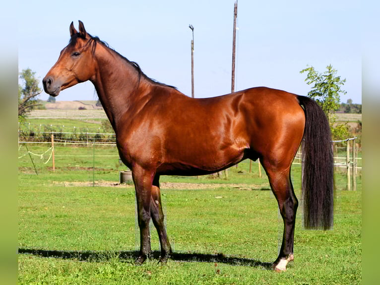 Purosangue arabo Castrone 5 Anni 158 cm Baio in Kehl