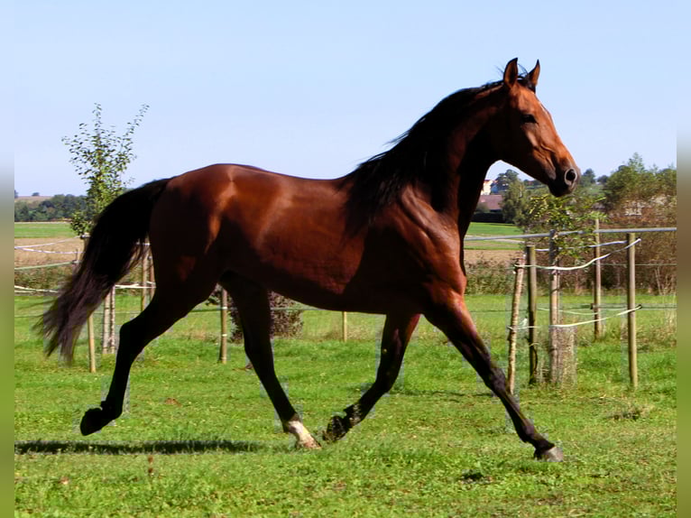 Purosangue arabo Castrone 5 Anni 158 cm Baio in Kehl