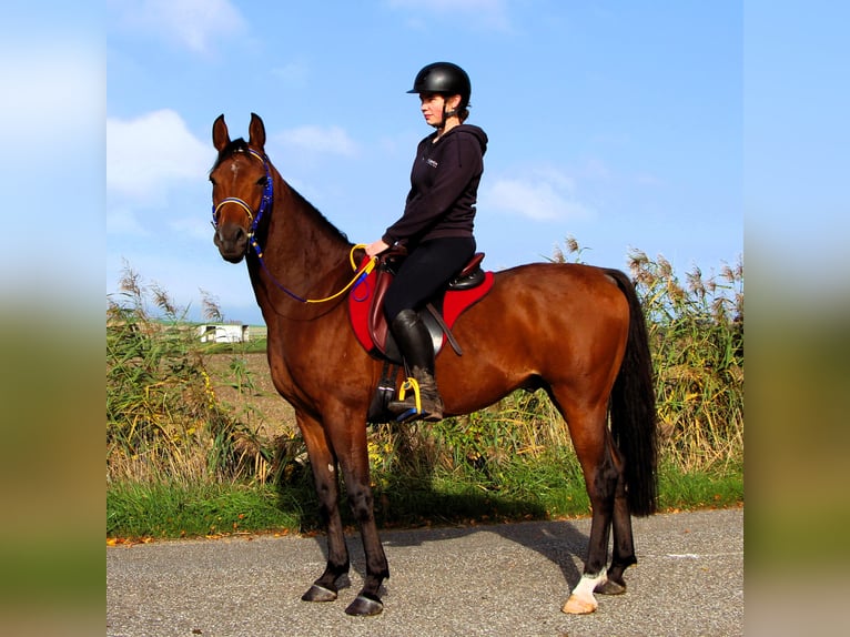Purosangue arabo Castrone 5 Anni 158 cm Baio in Kehl