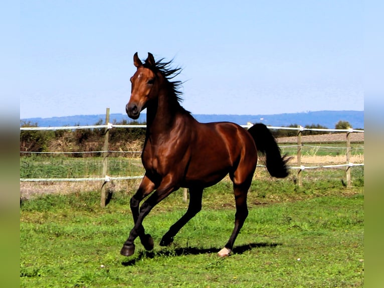 Purosangue arabo Castrone 5 Anni 158 cm Baio in Kehl