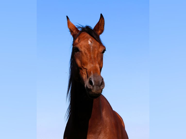 Purosangue arabo Castrone 5 Anni 158 cm Baio in Kehl