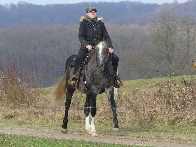 Purosangue arabo Castrone 5 Anni 158 cm Grigio in Herzberg am Harz