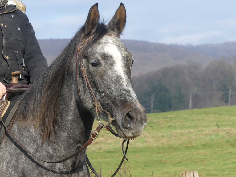 Purosangue arabo Castrone 5 Anni 158 cm Grigio in Herzberg am Harz