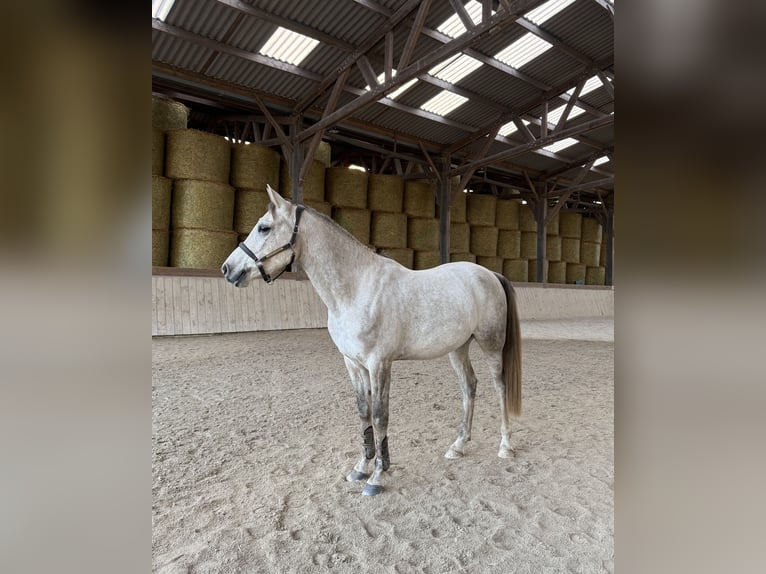 Purosangue arabo Castrone 5 Anni 158 cm Grigio trotinato in Vannes