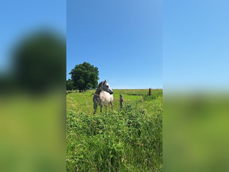 Purosangue arabo Castrone 5 Anni 162 cm Grigio in Clausthal-Zellerfeld