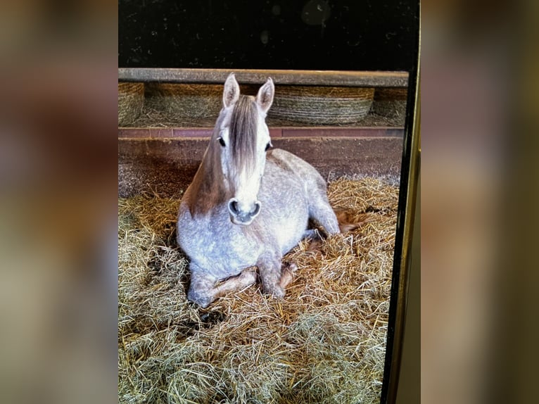 Purosangue arabo Castrone 6 Anni 145 cm Grigio in Mettlach