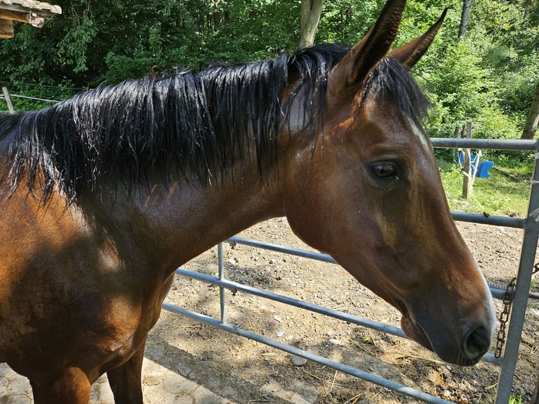 Purosangue arabo Castrone 6 Anni 147 cm Baio in Winterthur