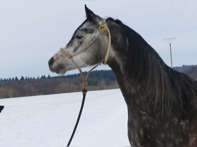 Purosangue arabo Castrone 6 Anni 148 cm Grigio in Herzberg am Harz