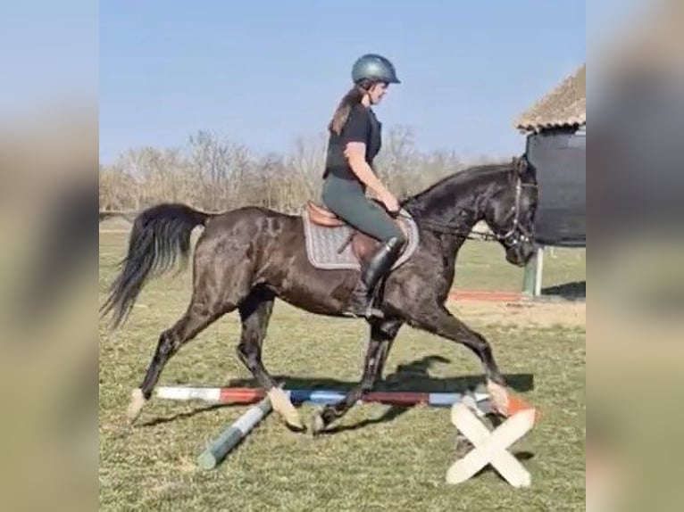 Purosangue arabo Mix Castrone 6 Anni 150 cm Morello in Lébény