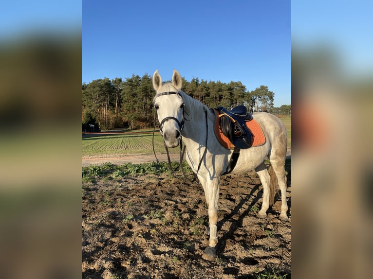 Purosangue arabo Castrone 6 Anni 154 cm Grigio in Ostror&#xF3;g